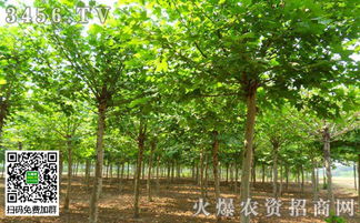 移栽法桐的工钱之谜