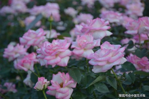 地毯月季：低维护， 赛达纳地毯：抗病性强