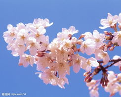 喜马拉雅的樱花传奇