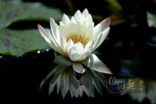 母亲节的温暖：南方荷花的美丽颂歌