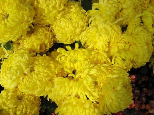 打顶， 菊花的造型师