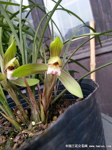 兰花的花朵与气息