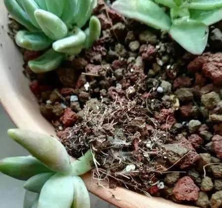 芍药花叶焦黄，如何修剪才能焕发新生