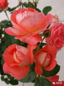 月季花的美丽世界