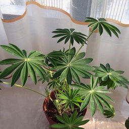 养细叶弹簧草，赏宽叶弹簧美，春季花卉新宠！