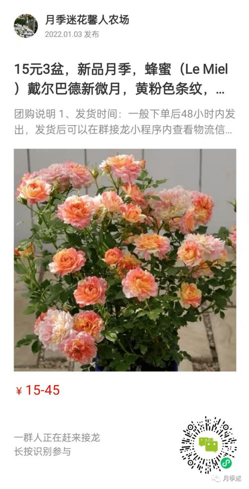 月季、 玫瑰与蔷薇，三姐妹之间的谜团