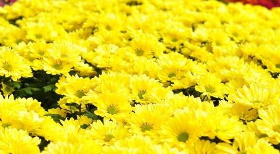 中国十大名花排名揭晓，你心仪的牡丹排第几