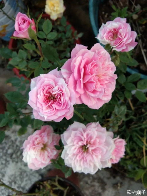 我家月季品种介绍