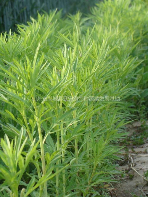 藜蒿种植技术：探讨藜蒿的种植方法与技巧