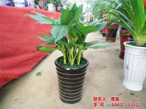 收费结构大揭秘