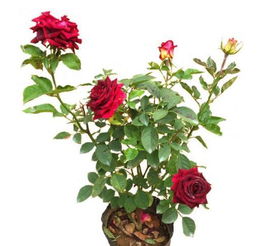 花圃里的花卉与单独种植的花卉，哪个梗容易开花？