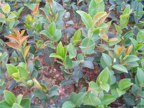 专家揭秘：最佳油茶苗播种时间，助您丰收！
