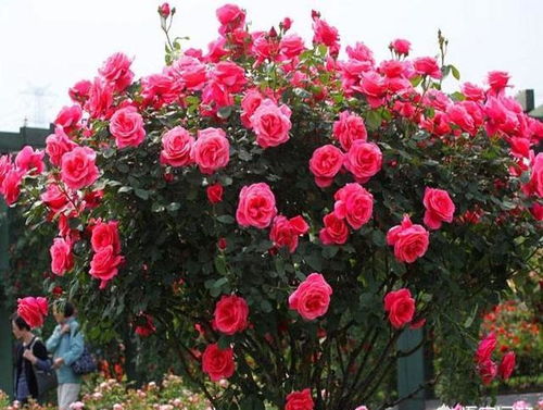 春季施肥：枝芽萌发正当时