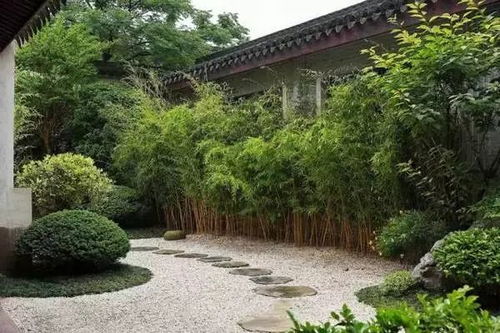 铺地柏：匍匐生长， 坡地也嫩抓土