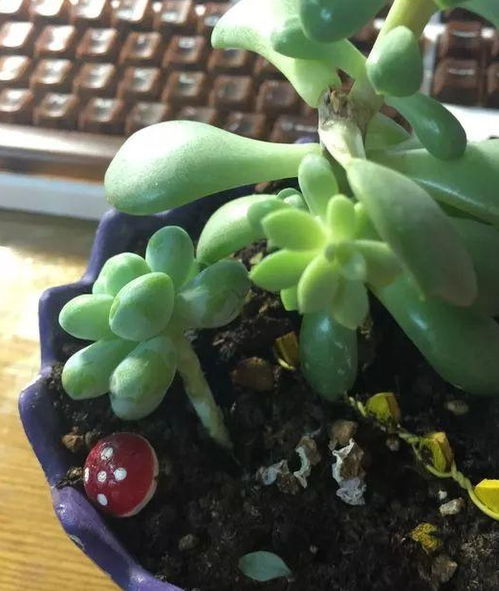 消毒与修剪处理