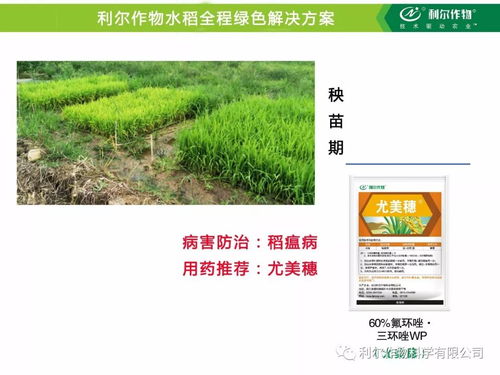 防治穗颈瘟的注意事项