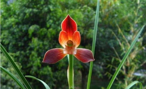 瓣型之美， 价格之差