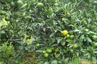 温州蜜桔病虫害防治， 保卫果园的甜蜜果实