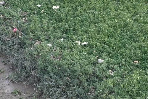 种植技巧，关键在细节