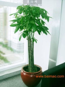 武汉花卉公司租摆销售， 浴室清新升级