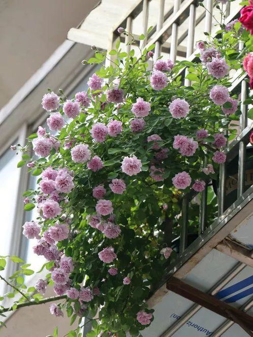 窗台花坛选花指南：既美观又好养活的花儿们