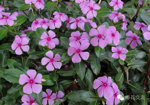 夏天里的艳丽主角——百日菊