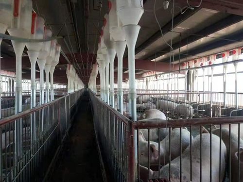 养猪场变身绿色能源养殖基地