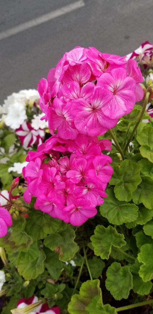 朱槿牡丹秋季如何养护才能保持花色鲜艳