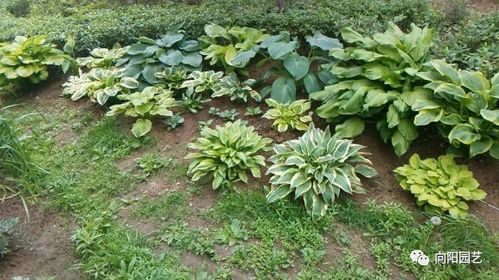 玉簪花的品种图片