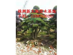 浙江省园林苗木基地推荐之“桐庐富春江马尾松王”