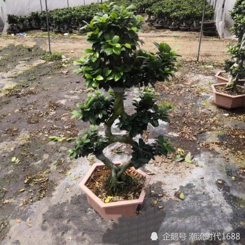 扦插技巧大揭秘