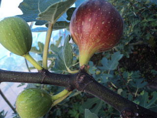 那咋个防止这个锈病呢？