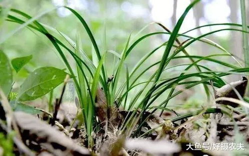 松针草的烦恼，除草剂来帮忙