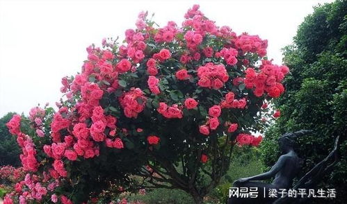 树状月季分享