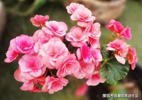 第一步：选择合适的移植时间