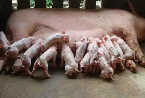 母猪毒奶导致仔猪拉稀怎么办？