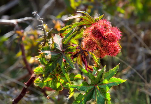 野果变家养植物的风险