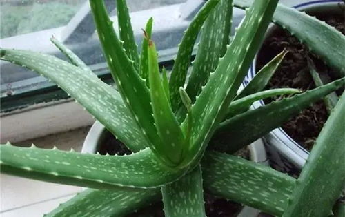 如何选择合适的肥料让芦荟生长速度更快