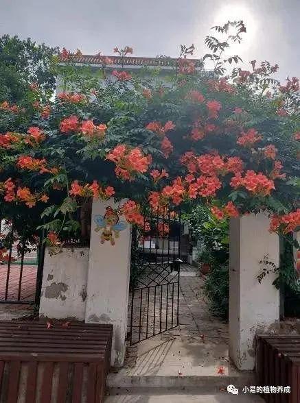凌霄花的攀援与养护