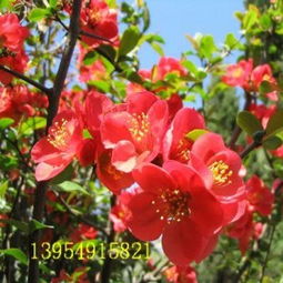 长寿乐海棠：土壤的秘密基地