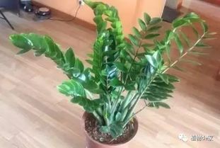 葡萄叶子发黄怎么办？果农教你几招轻松解决