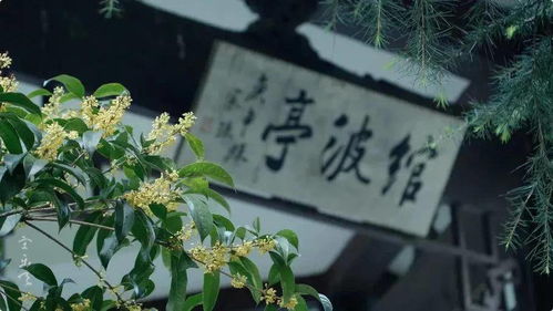 种什么树最吉利？桂花树