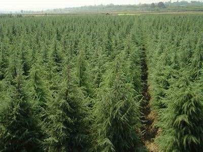 避坑指南：如何避免花大价钱买错种子