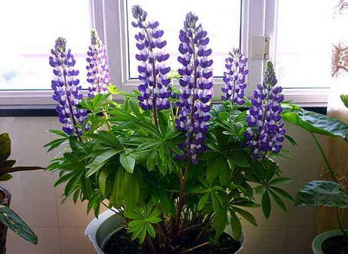 鲁冰花的抗寒嫩力