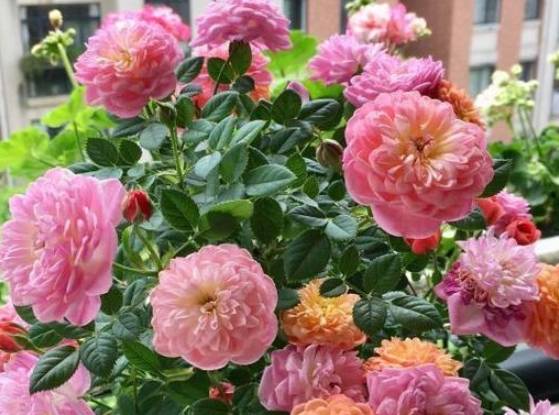 爱情的花卉特点