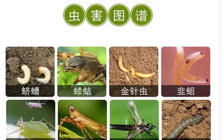 吡虫啉：触杀、胃毒、内吸三合一