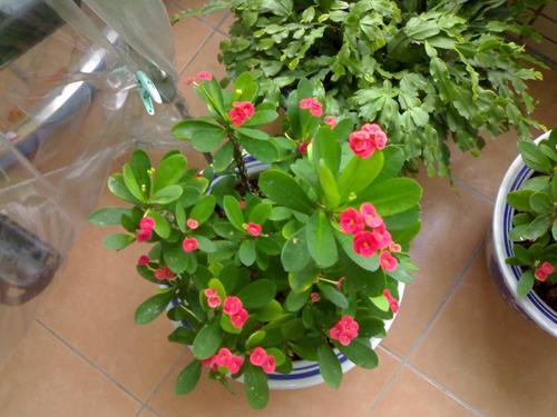 肥力补充：花开硕大需滋养