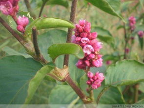 芋艿：草本植物中的“地下花”