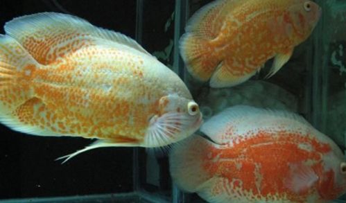 郑州通州饲料地图上，地图鱼适合吃哪种特定品牌的鱼饲料呢？