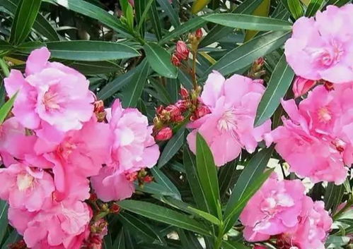 三、白色花朵：纯洁无暇，增添雅致